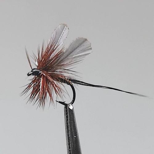 GALLICA N° 19 - Leptophlébia vespertina subimago