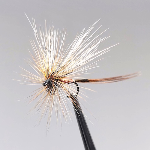 GALLICA N° 2 - Éphéméra Vulgata, imago femelle