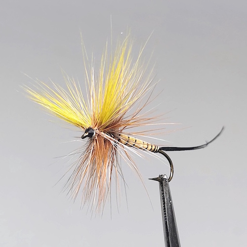 GALLICA N° 3 - Éphéméra Danica, subimago mâle