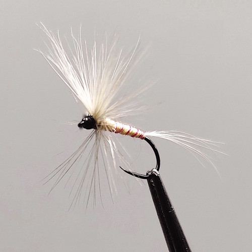 GALLICA N° 33 - Polymitarcis virgo (manne blanche)