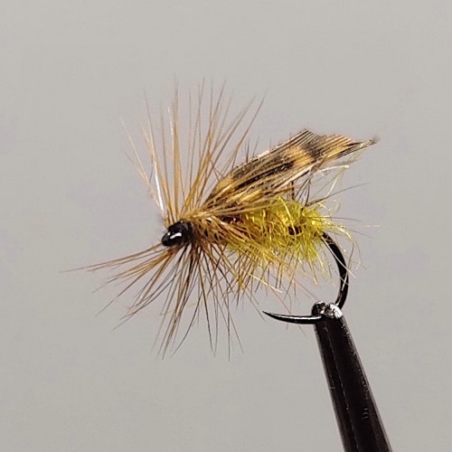 GALLICA N° 36 - sedge diurne