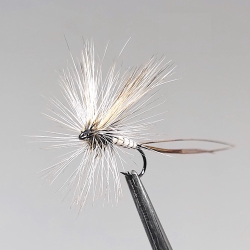 GALLICA N° 4 - Éphéméra Danica, imago femelle