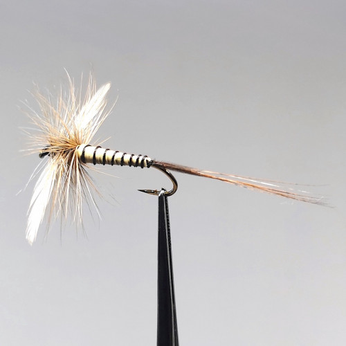 GALLICA N° 5 - Éphéméra Danica, imago mort (spent)