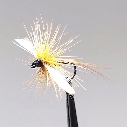 GALLICA N° 8 - olive moyenne, imago mort (spent)