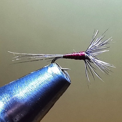 GNAT montage avancé de Pierrot   (échange de mouches 01-03/23)