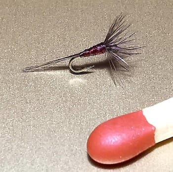 GNAT montage avancé de Pierrot   (échange de mouches 01-03/23)