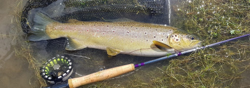 Grassette de la Touvre (16)