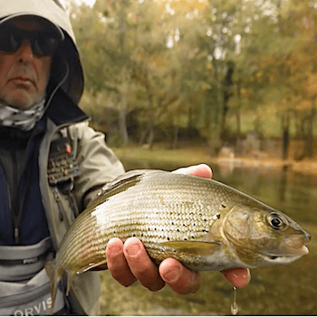 Graylings-Bosnie<br>RISE 2022<br><br>Pascal VALERO-SANZ<br><br>Gregory DOLET<br><br>2021 durée 19:27