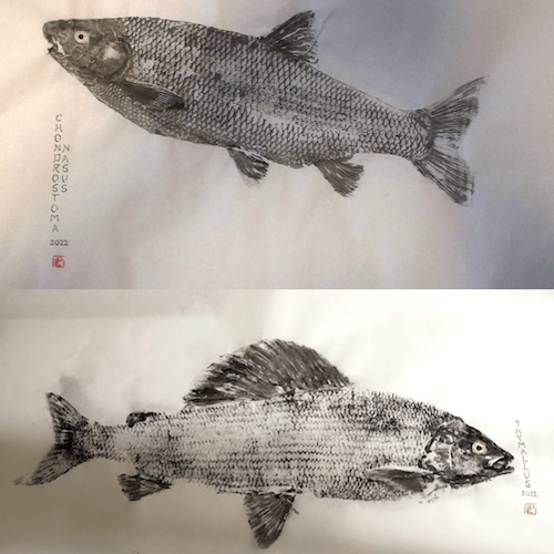 Site (01/23) Lapoisse/Pierrot