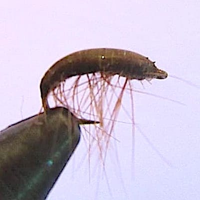 Gammare selon Nicolas Germain