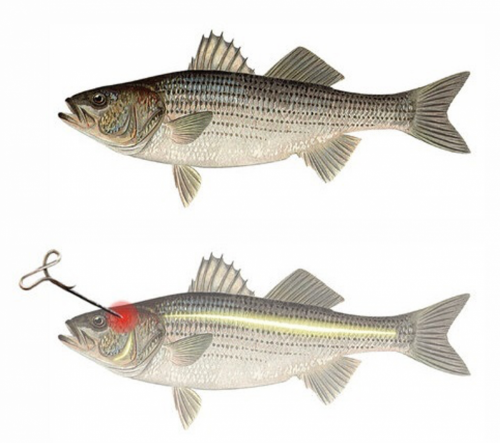 Site (06/23) Fanch56/Pierrot