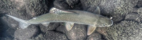 Ombre de la Dordogne