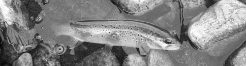 Une belle fario de la Lozère