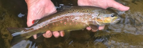 Magnifique truite - Rivière Corrèze, en amont de Tulle