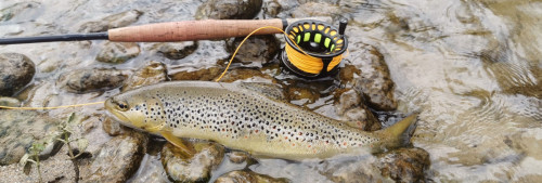 Truite de l'Ariège (09)