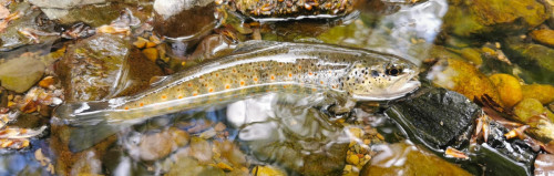 Fario de la rivière d'IRATY (Pays Basque -64)