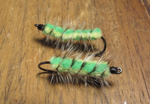 Chenille verte corps tissé (échange de mouches 09-11/22)