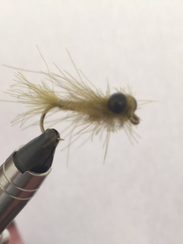 Nymphe de  libellulle 