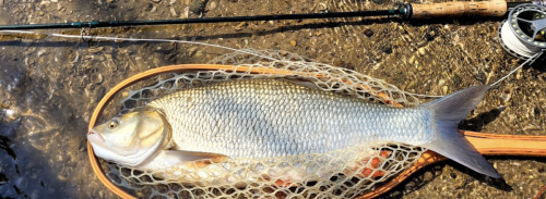 Ide mélanote pris sur la Sarthe