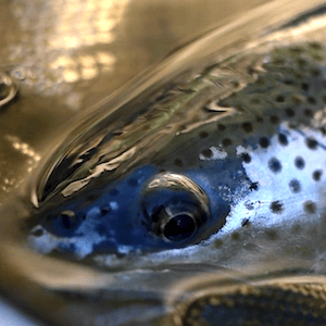 Instants de vie<br>Gave d'Oloron<br><br>BEARNISHFLY'S<br><br>2019 durée 4:19