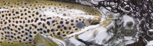 Truite fario de l'Orb