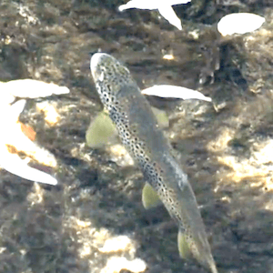 La Tille<br>AAPPMA La fario<br><br>ALAINGAUDIAU<br><br>2017 durée 4:14