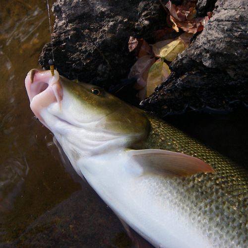 Forum (07/20) Lapoisse