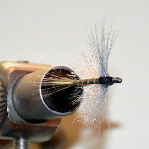 Forum (07/20) Blajoux