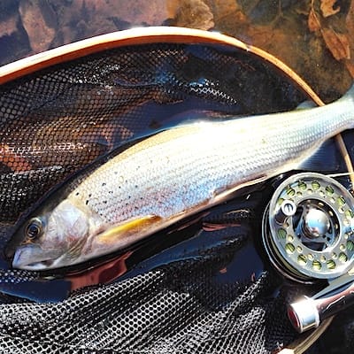 Forum (09/20) Coujou