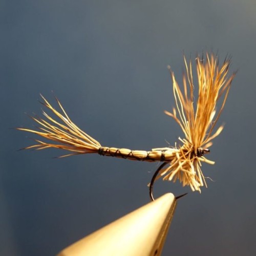 March brown comparadum, corps détaché (échange de mouches 11/2020 – 01/2021)