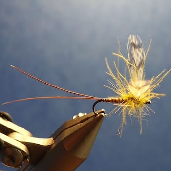 Mouche de Mai paraloop