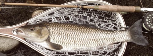 Magnifique chevesne sur bambou refendu