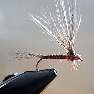 March Brown paraloop (échange de mouches 10-11/2020)