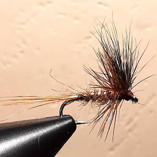 March brown raton laveur- (échange 03-04/2020)