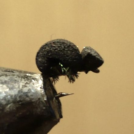 Mini carbae de Jü (échange de mouches 10-11/21)