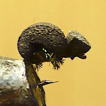 Mini carabe de Jü (échange de mouches 10-11/21)