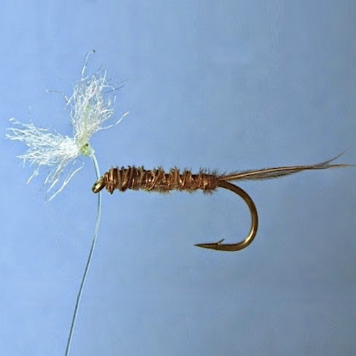 Forum (08/21) Pierrot