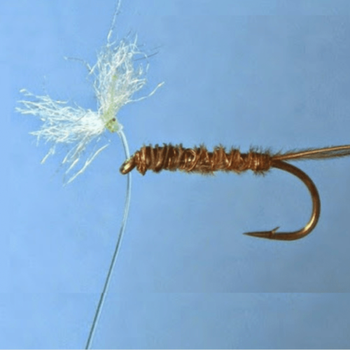 Forum (08/21) Pierrot