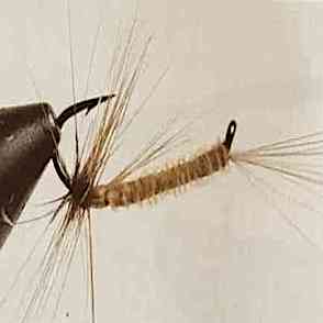 Forum (05/23) Pierrot