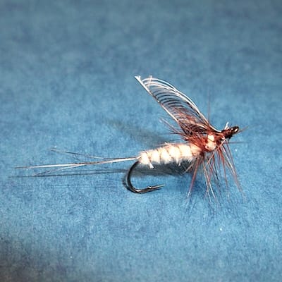 Mouche de mai de Lapoisse (échange  de mouches 05-07/21)