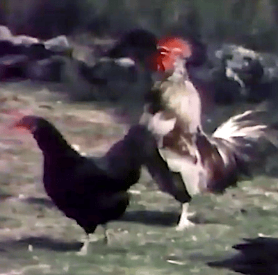 Mouches et coqs de pêche<br><br>Jean-Louis POIROT<br><br>1984 durée 27:00