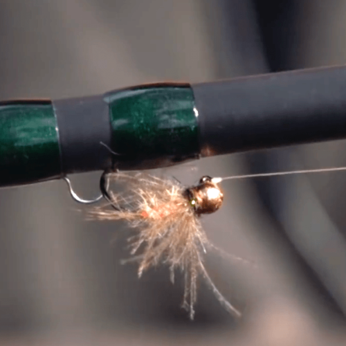 Forum (01/21) French Tricolor