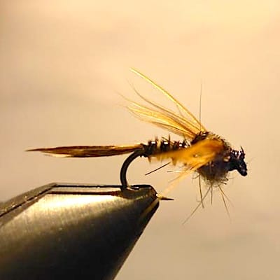 ANR à la mode de Coujou (échange de mouches 07-09/21)