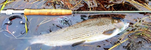 Magnifique ombre de la dordogne 