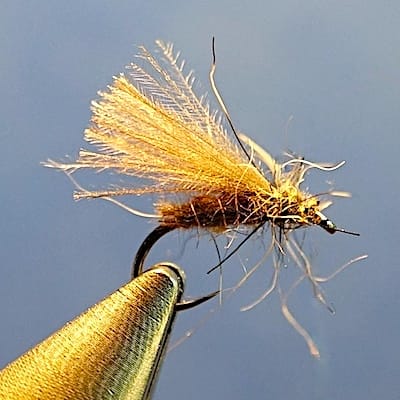 Onee feather caddis