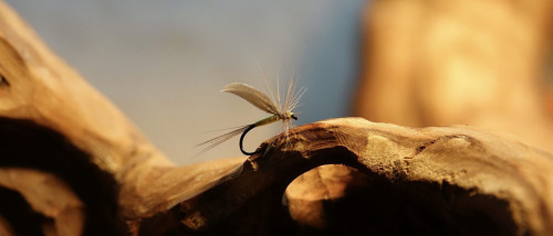 Mouche d'Ornans, par Lapoisse - échange mouches indispensables