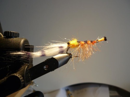 La crevette à Coujou (échange de mouches 01-03/21)