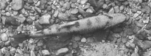 Mimétisme ... Rivière Dessoubre (25)