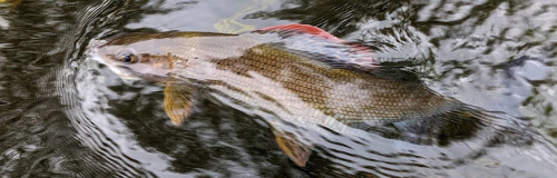 Ombre de la Dordogne (19)