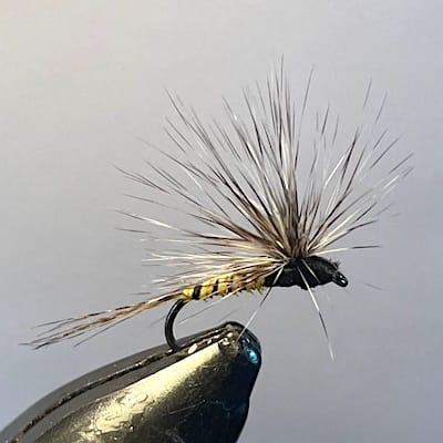 Grise à corps jaune Paraloop